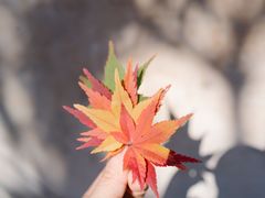 -篁岭景区
