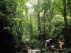 -莫里热带雨林景区