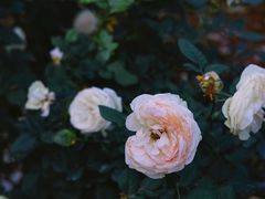 -人民公园(罗湖区)