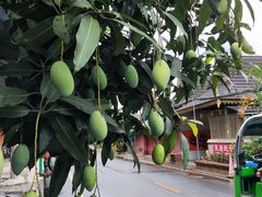 -西双版纳傣族园