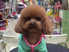 -家有小宠宠物美容(双楠街店)