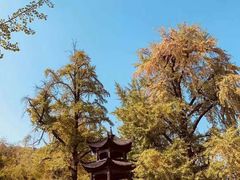 -千年银杏谷文化旅游区