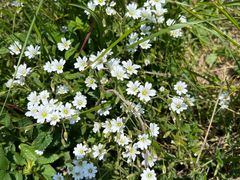 -白草畔自然风景区