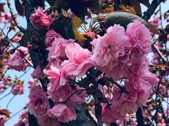-高东镇樱花园