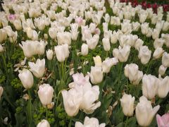 -上海鲜花港