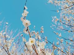 -杭州植物园