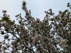 -海棠花溪(元大都城垣遗址公园)