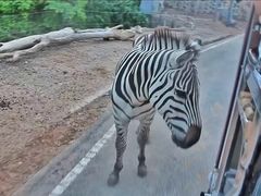 -清迈夜间动物园