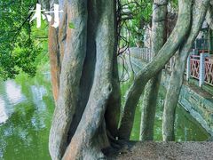 -小洲村