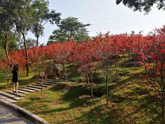 -广州市帽峰山景区