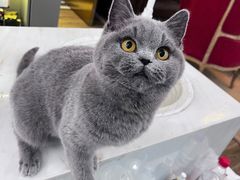 -猫大福·Fortune Cat猫舍(百子湾店)