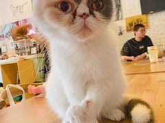-平行世界·猫咖(首经贸店)
