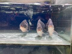 -大润发(南湖店)