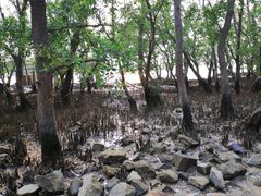 -宝安西湾红树林湿地公园