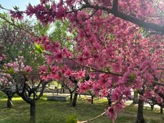 -莲花池公园