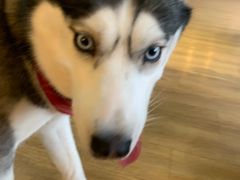 -Husky Go! 哈士奇体验馆·宠物咖啡厅狗咖