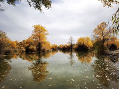-金塔沙漠胡杨林景区