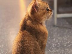 -共舞时光猫咖·狗咖(新街口店)