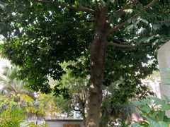 -广州神农草堂中医药博物馆