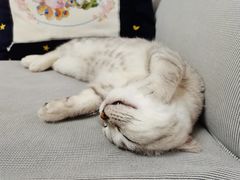-翊宠yipet猫狗购宠庄园犬舍•猫舍