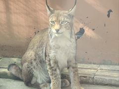 -青藏高原野生动物园