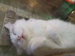 -猫咪博物馆(顶澳仔猫街店)