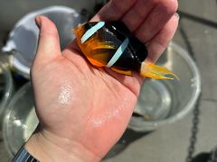 -小猫钓鱼海钓俱乐部(椰梦长廊店)