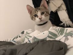 -瑞鹏宠物医院·猫科·宠保定点(梅溪湖分院)