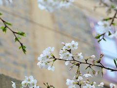 -武汉大学-樱园