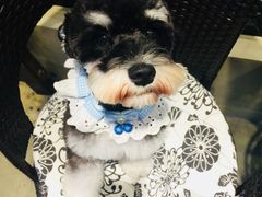 -八公叔叔宠物美容连锁(春申店)