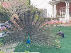 -J Create城市露营咖啡·简餐·宠物(上海动物园店)