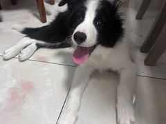 -翊宠yipet猫狗购宠庄园犬舍•猫舍