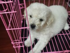 -米苏动物医院·犬猫专科·骨科外科内窥镜
