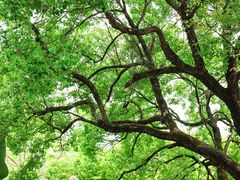 -广州神农草堂中医药博物馆