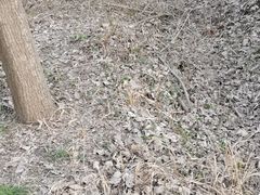 -合肥滨湖国家森林公园