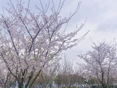 -上海山野camping·户外天幕烧烤·团建拓展营地