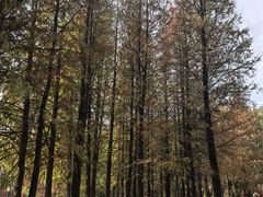 -艾溪湖湿地公园