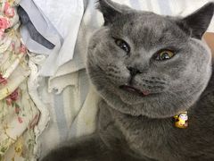 -艾吉宠物医院·疑难杂症转诊中心·猫友好(碧江路院)