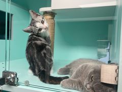-猫宠乐园·专业洗护