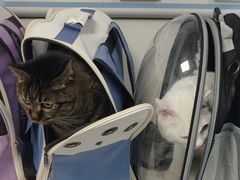 -纳吉亚猫专科动物诊疗中心(蒋宅口分院)