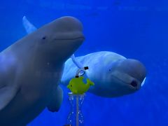 -泉城欧乐堡海洋极地世界