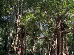 -中国科学院西双版纳热带植物园