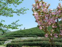 -龙坞茶村