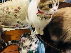 -共舞时光猫咖·狗咖(新街口店)