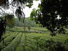 -茅家埠