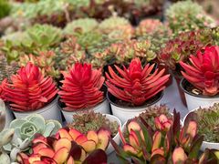 -秦美花卉(天朗·莱茵小城2期店)