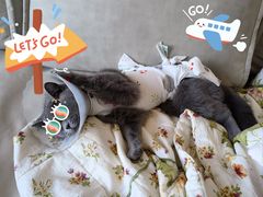 -宠爱国际动物医院· 猫科· 外科·中兽医(长白店)