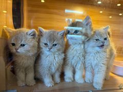 -猫十亿·布偶金渐层·曼基康矮脚猫舍(青年路店)
