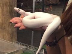 -清迈夜间动物园