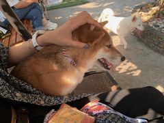 -柴犬高等学院·狗咖·柴犬售卖·宠物训练